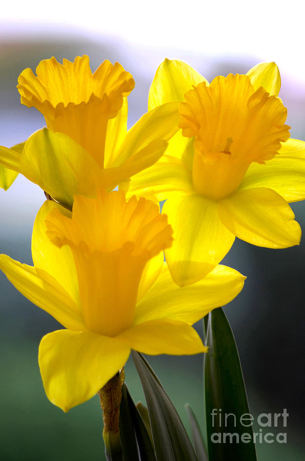 Nature Photograph - Daffodils Spring Forth by Deb Halloran