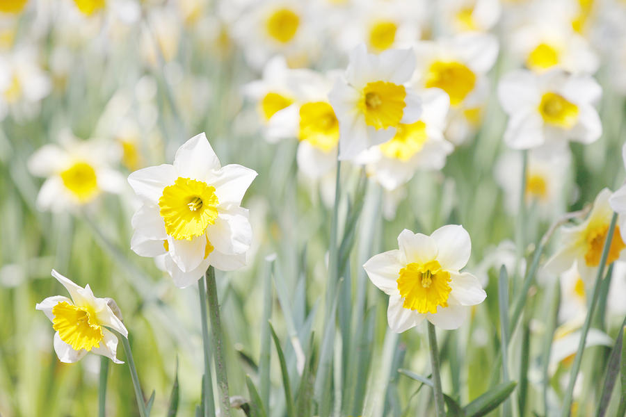 Nature Photograph - Daffodils by Steve Ball