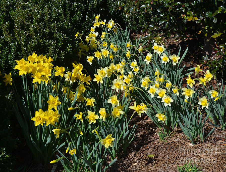Daffodils Sway Photograph by Eva Thomas | Fine Art America