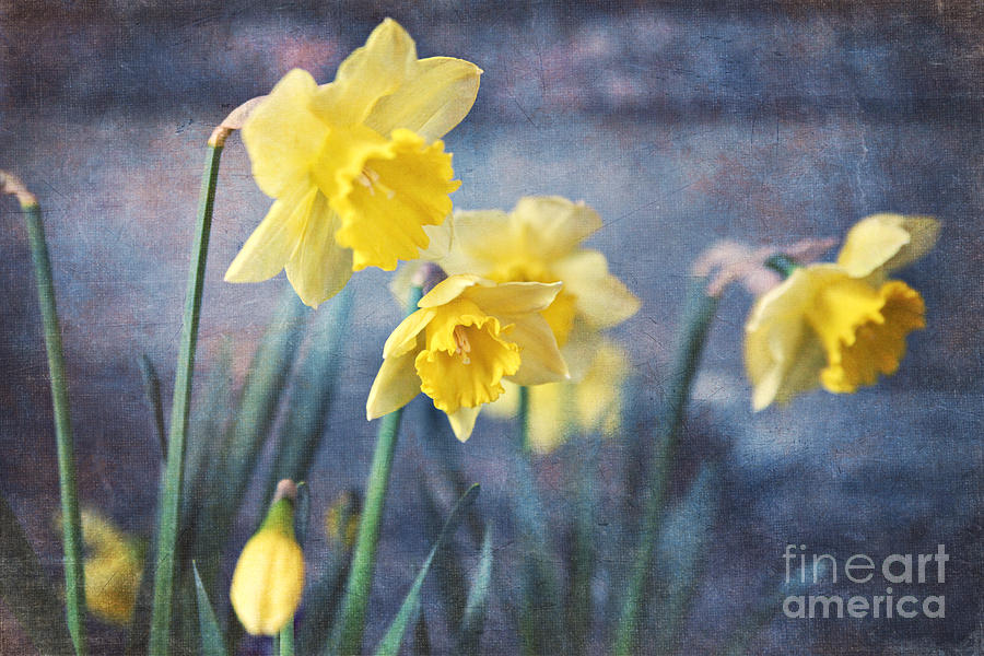 Daffodils Photograph by Sylvia Cook