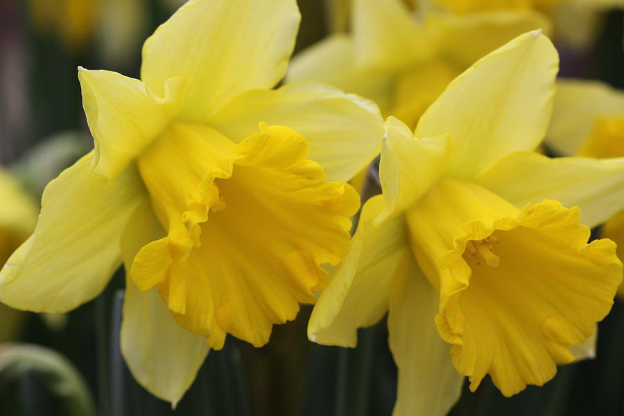 Daffodils Twins Photograph