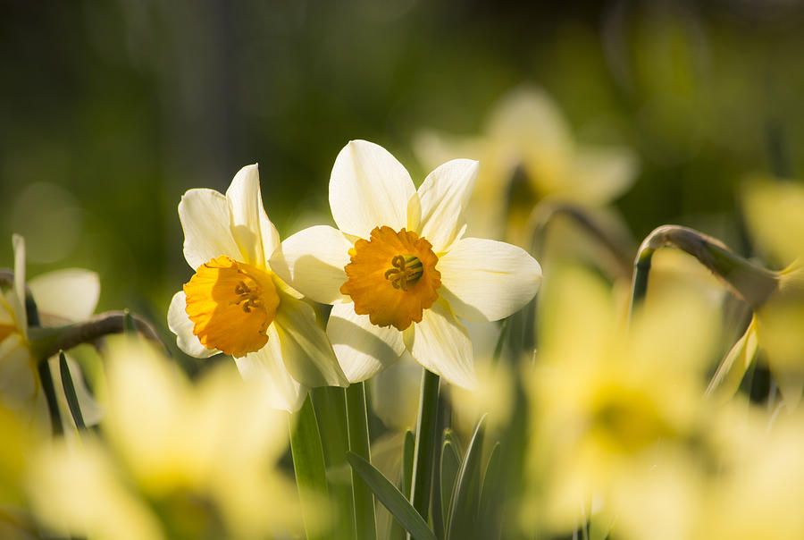 Daffodils Photograph by Veli Bariskan
