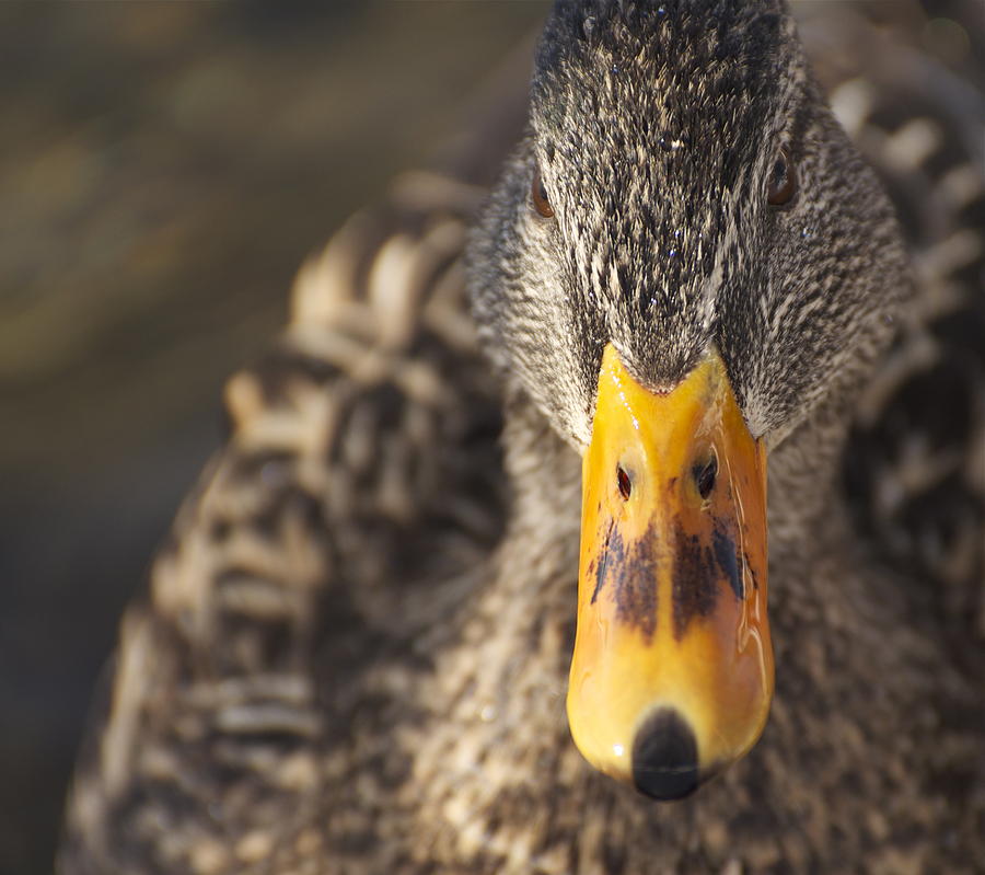 Daffy Photograph by Julie Smith - Fine Art America