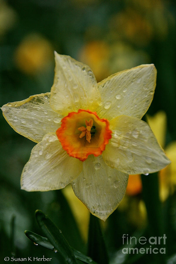 Daffy Spring Photograph by Susan Herber