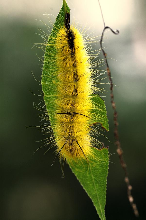 Yellow Caterpillar Photograph - Dagger Moth Caterpillar by J Scott Davidson