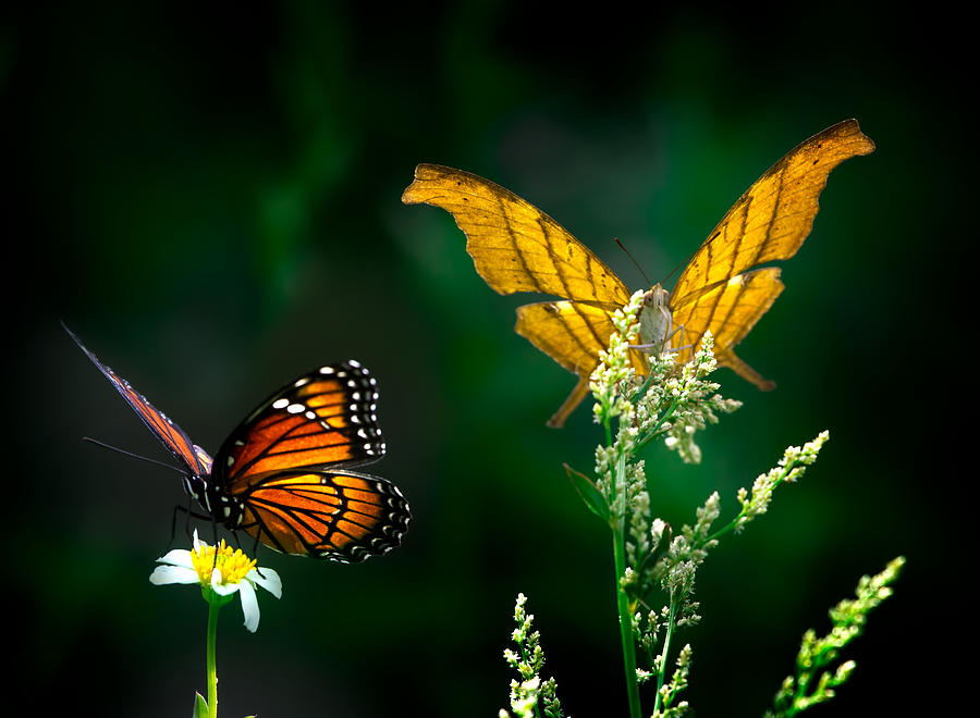 Daggerwing and Monarch Photograph by Mark Andrew Thomas