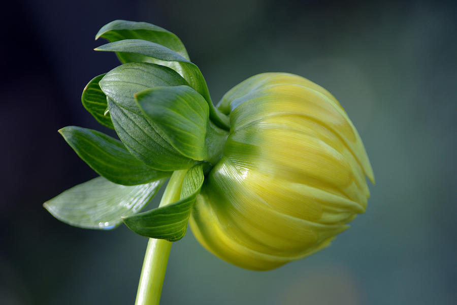 Nature Photograph - Dahlia Bud. by Terence Davis