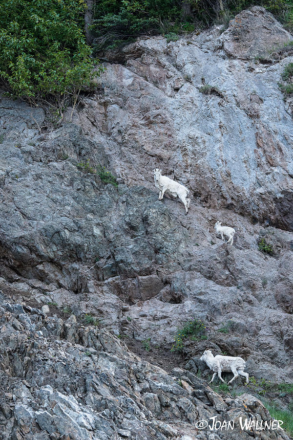 Dahl Sheep Climbing Photograph by Joan Wallner