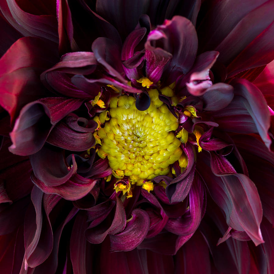 Dahlia - A Study in Crimson by Kim Aston Dahlia - A Study in Crimson by Kim Aston