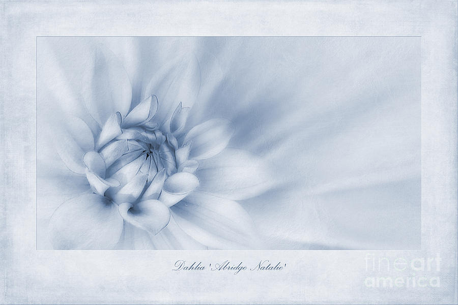 Flower Photograph - Dahlia Abridge Natalie Cyanotype by John Edwards