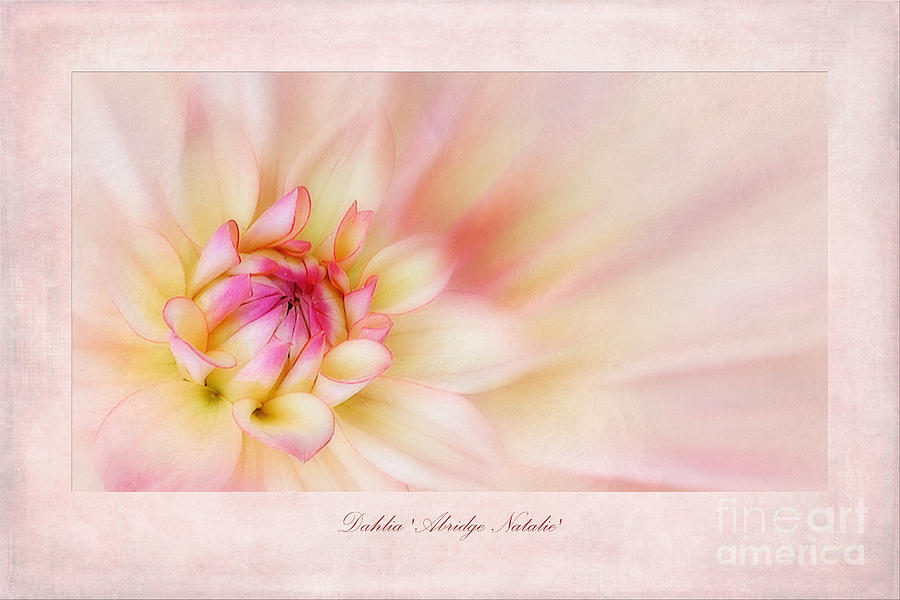 Flower Photograph - Dahlia Abridge Natalie by John Edwards