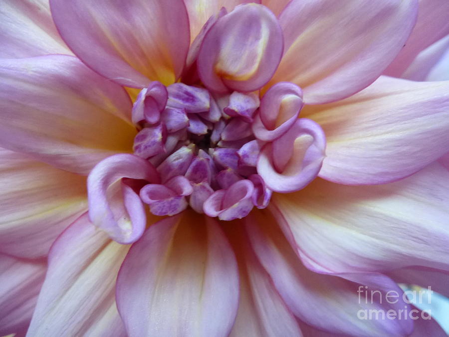 Dahlia Abstract Photograph by Mars Besso