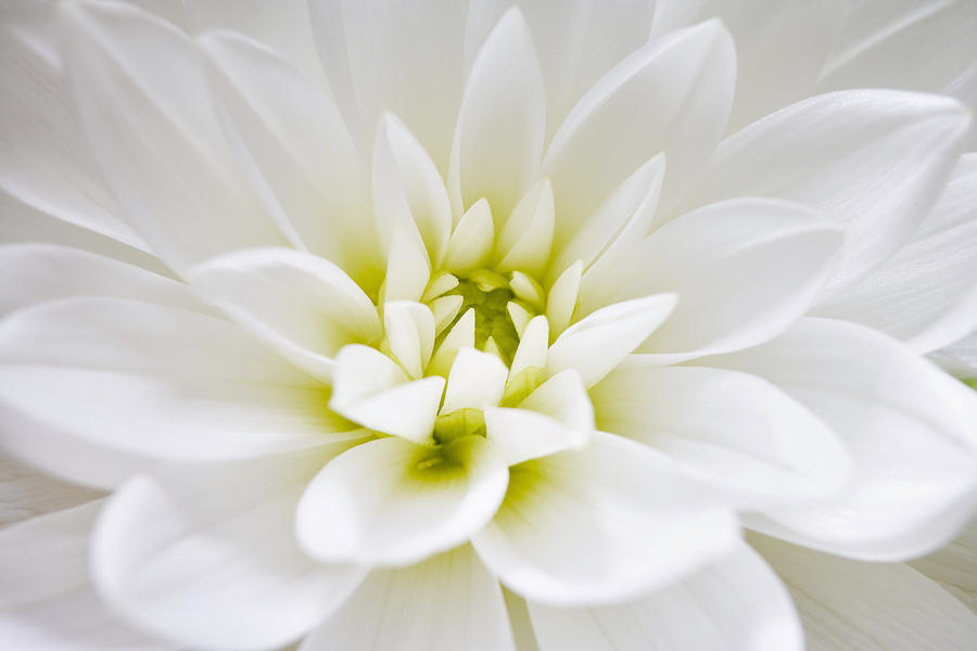 Dahlia by Adrian Brockwell Dahlia by Adrian Brockwell