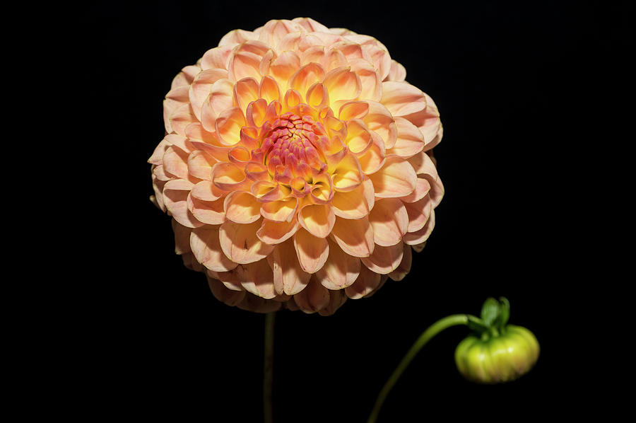 Dahlia Against Black Background Photograph by Mike Hill