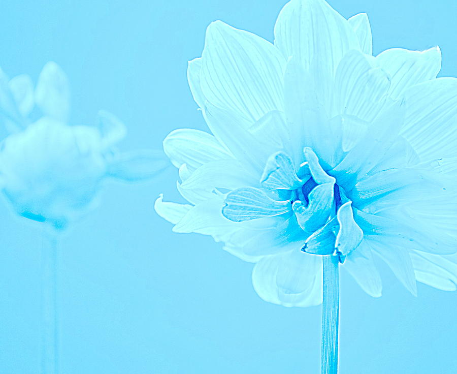 Dahlia Aqua Blue Photograph by Joan Han