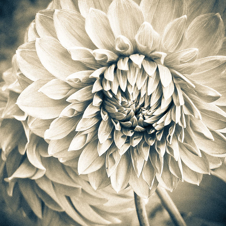 Dahlia as Etching Photograph by Ronda Broatch