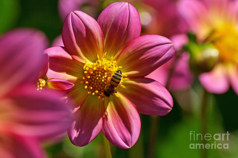 Dahlia Bee Photograph by Chris Anderson