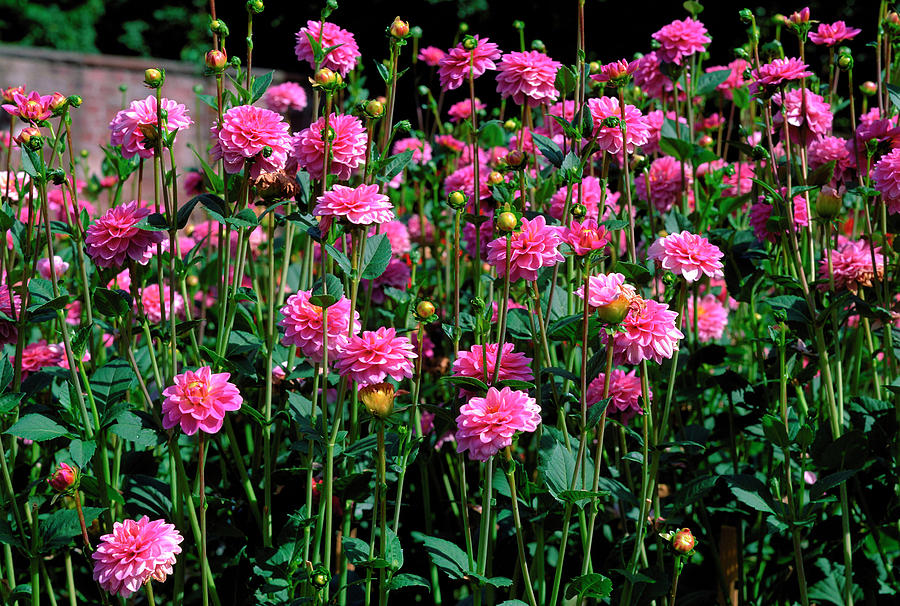 Dahlia. Photograph by Bjorn Svensson/science Photo Library Pixels