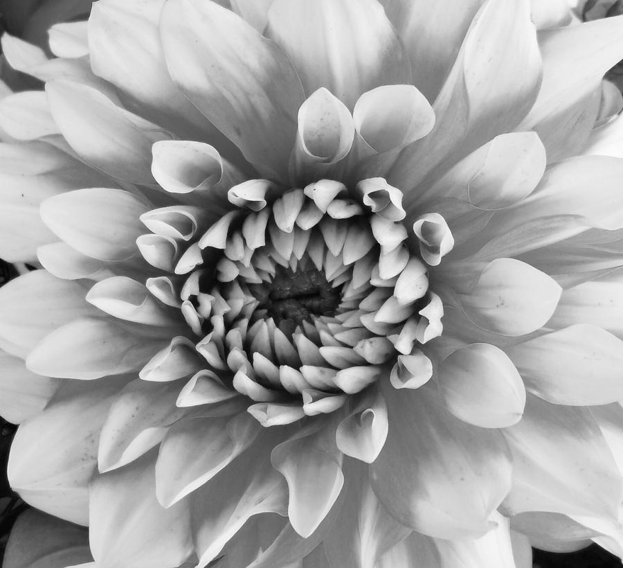 Dahlia black and white Photograph by Teresa A Lang - Fine Art America