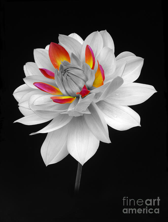 Black And White Photograph - Dahlia black and white with colour returning. by Rosemary Calvert