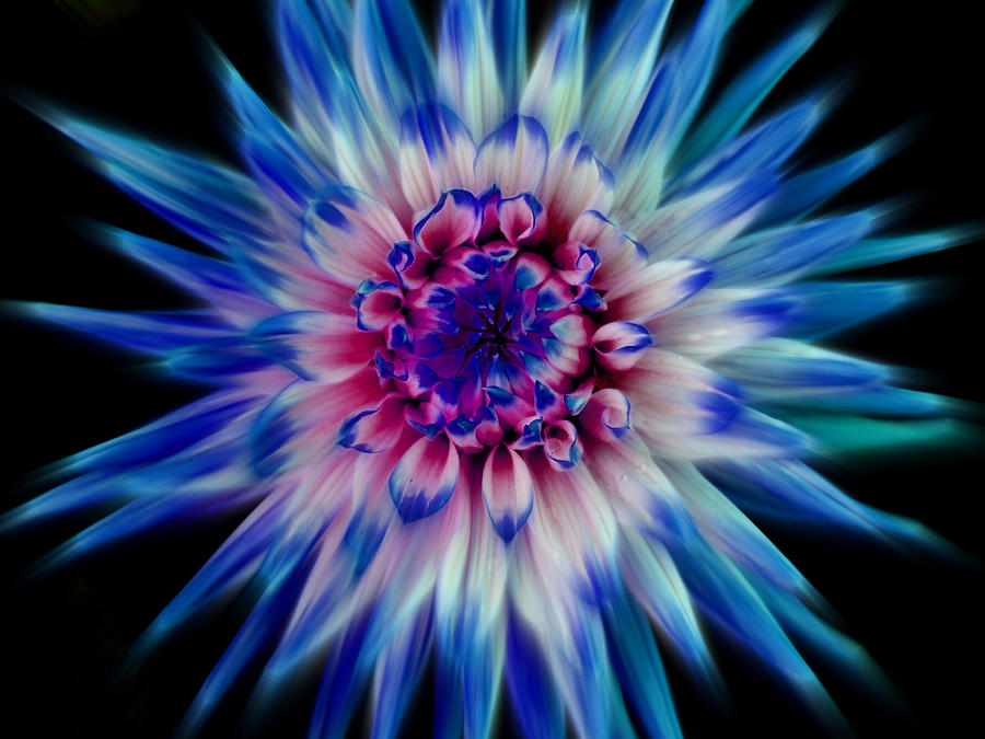 Nature Photograph - Dahlia-Blue by Paul Chessell