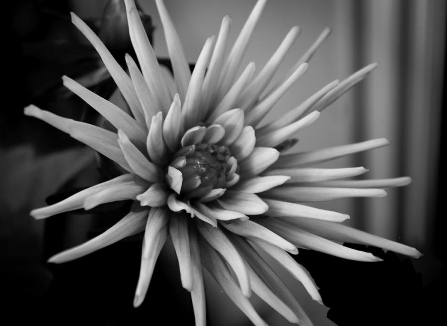 Dahlia Photograph by Bonnie Leigh Delar - Pixels