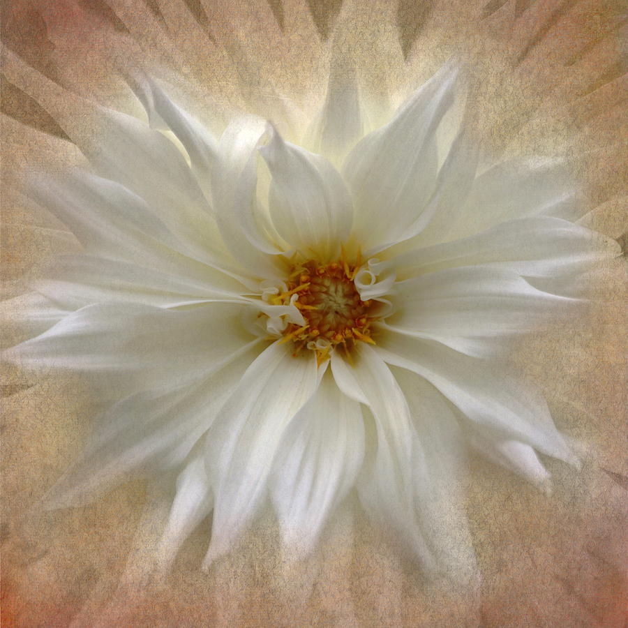 Flower Photograph - Dahlia Burst by Angie Vogel