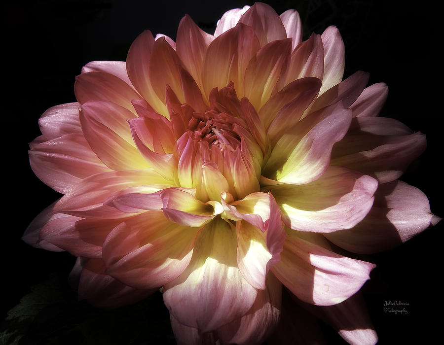 Dahlia Burst of Pink and Yellow Photograph by Julie Palencia