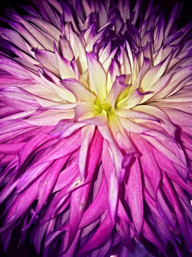 Flower Photograph - Dahlia Bursting With Color by Denyse Duhaime