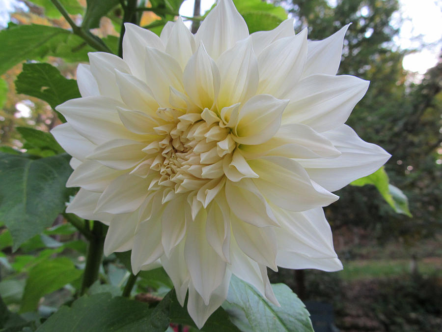 Dahlia 'Cafe au Lait' Photograph by Robert Speziale - Fine Art America