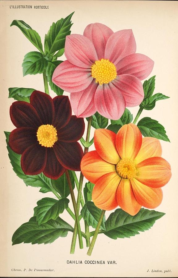 Dahlia Coccinea from a Begian book of flora. Painting by Philip Ralley ...