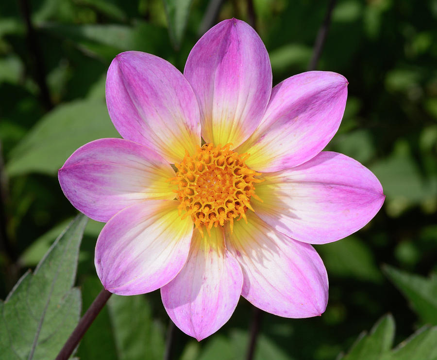 Dahlia Coccinea Hybrid Photograph by Nigel Downer - Pixels