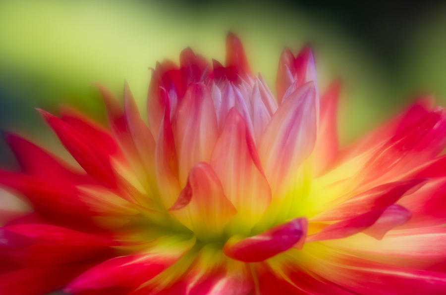 Dahlia Color Explosion Photograph by Greg Nyquist