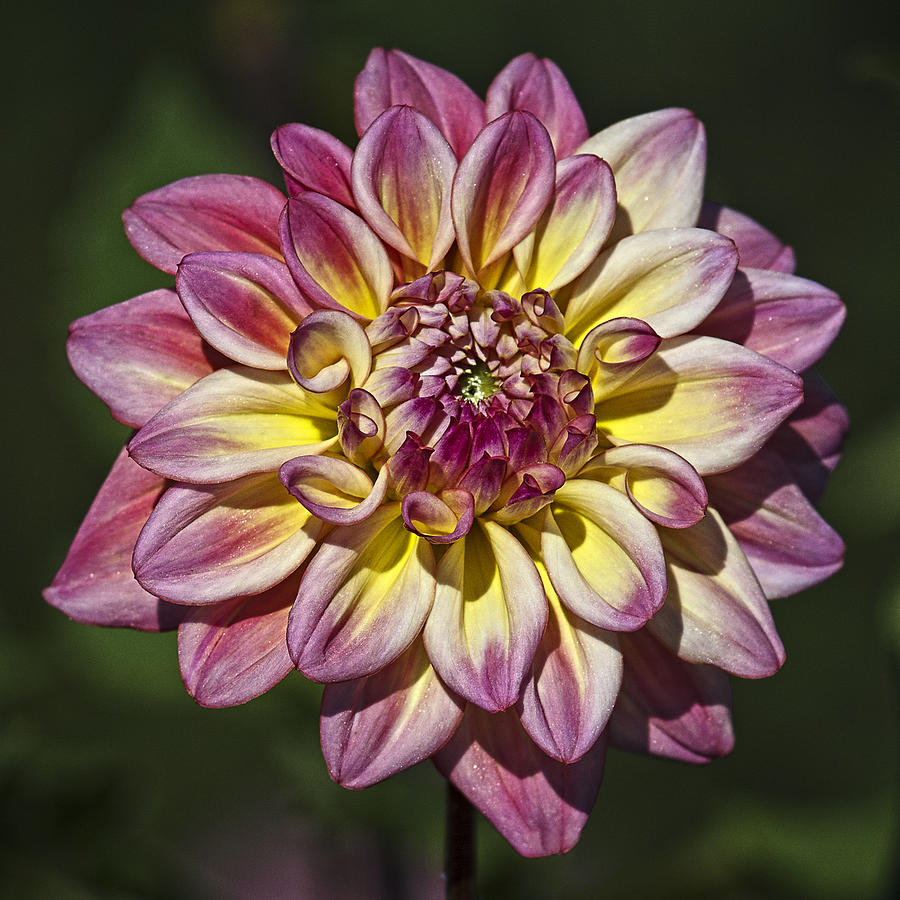 Dahlia Photograph by Wes and Dotty Weber