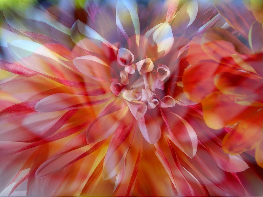 Flower Photograph - Dahlia Dance by Lyn  Perry