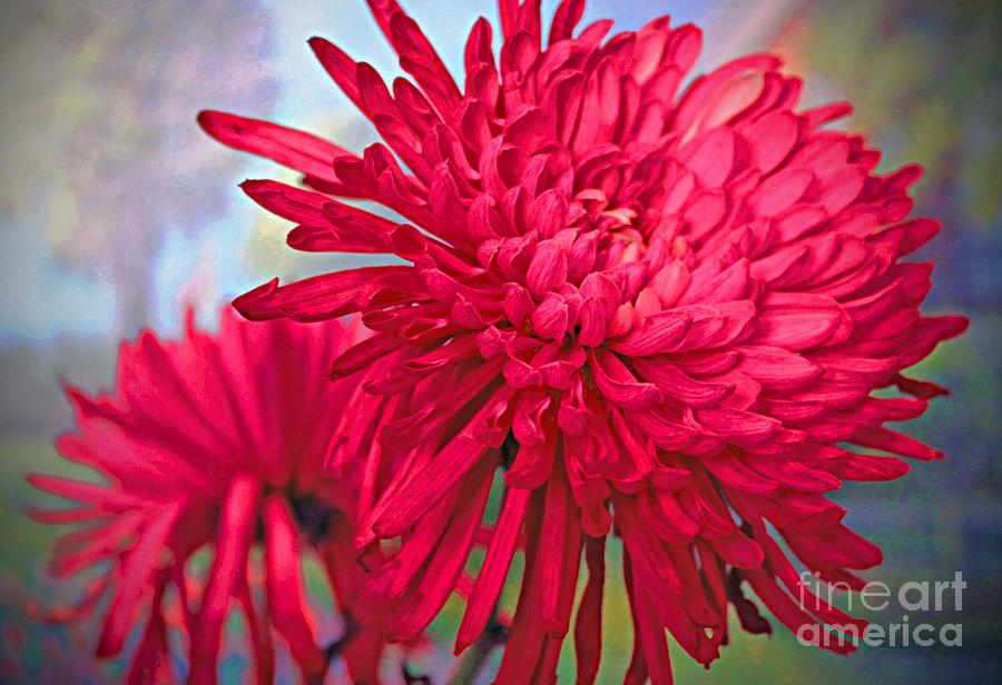Dahlia Dancing in the Daylight Photograph by Rita Brown