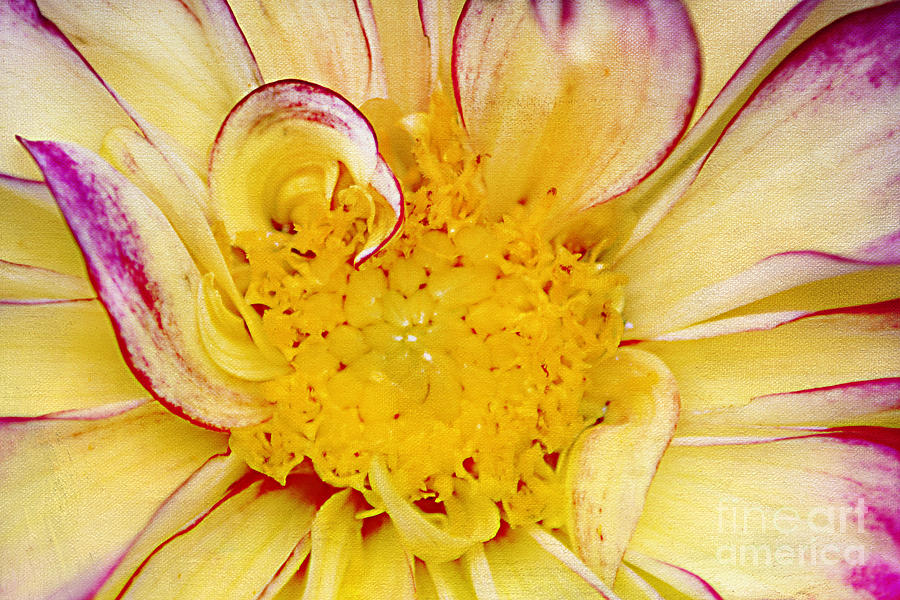 Abstract Photograph - Dahlia by Darren Fisher