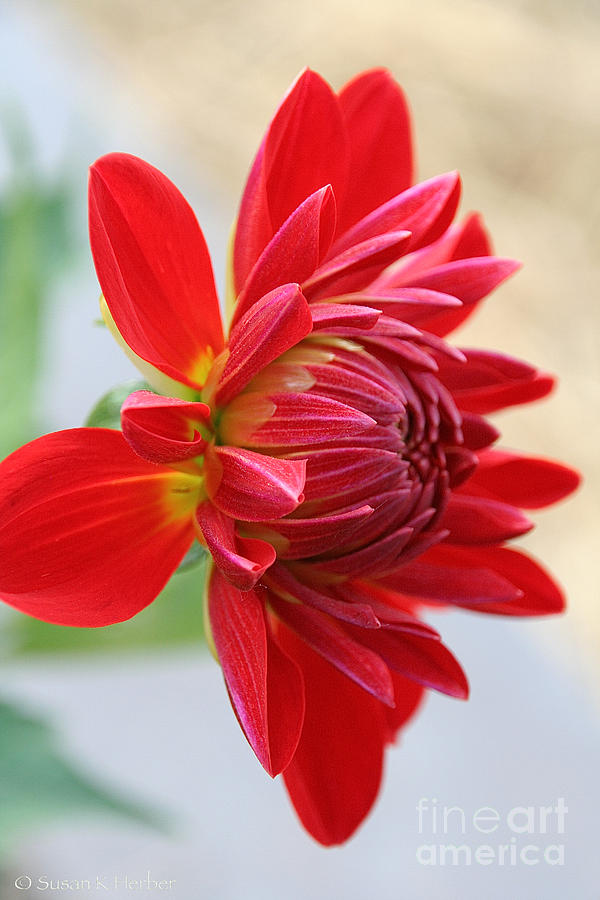 Dahlia Day Opening Photograph by Susan Herber