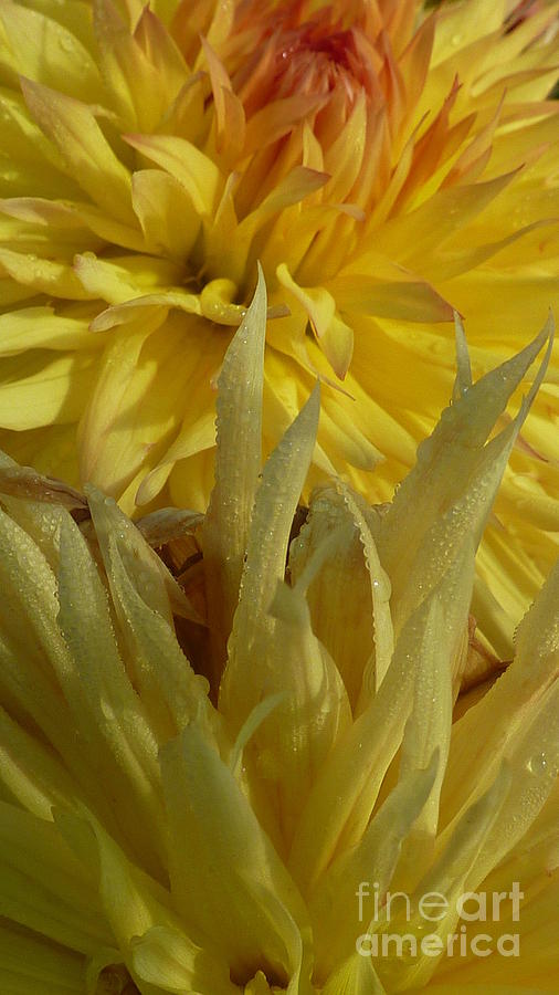 Dahlia Dew Yellow Photograph by Susan Garren