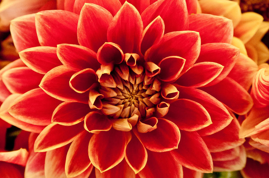 Dahlia Photograph by Don Johnson - Fine Art America