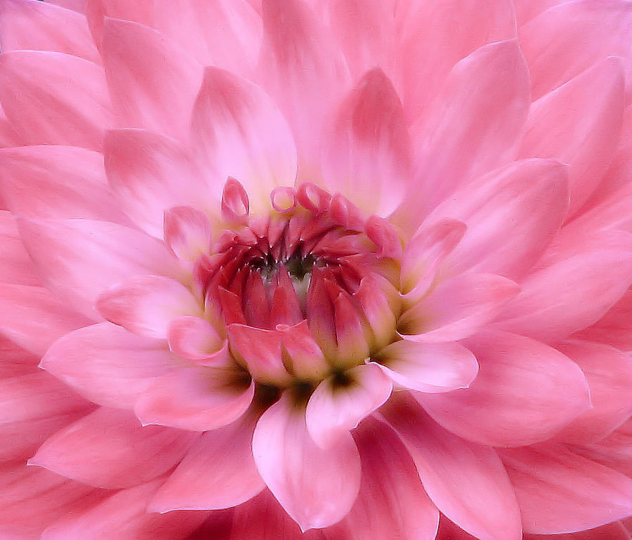 Dahlia Dream In Pink Photograph by Rory Siegel
