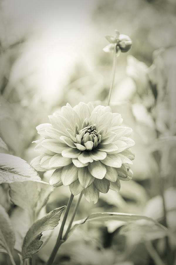 Vintage Photograph - Dahlia - Dreamers Garden Series by Marco Oliveira