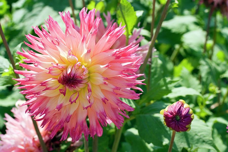 Dahlia 'dutch Explosion' Photograph by Dan Sams/science Photo Library ...