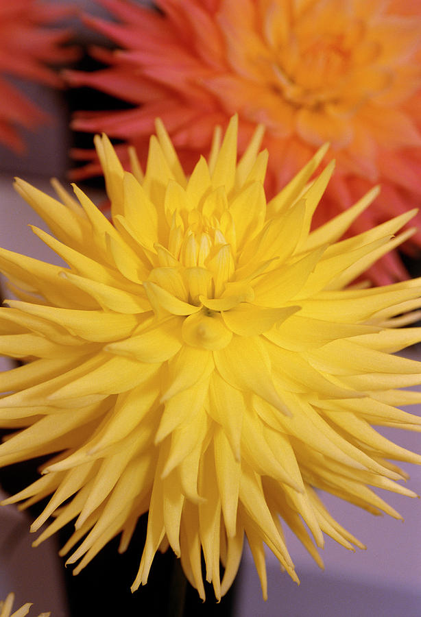 Dahlia eastwood Moonlight. Photograph by Adrian Thomas/science Photo Library