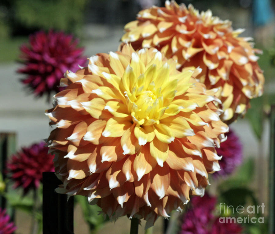 Dahlia Explosion Photograph by Chris Anderson