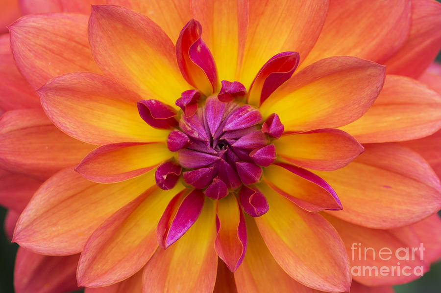 Dahlia Fire Pot Flower Photograph by Tim Gainey