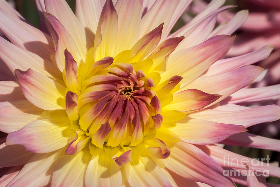 Dahlia Flower 1 Photograph by Al Andersen