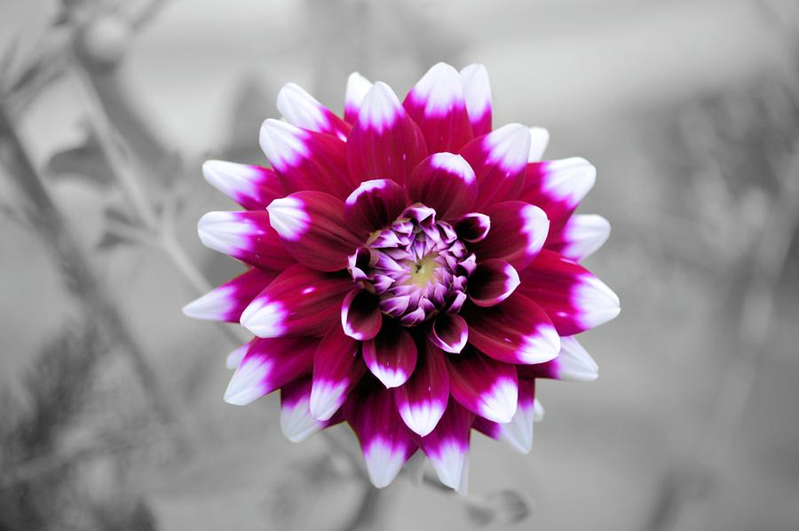 Dahlia Flower 2 Photograph by Bonfire Photography