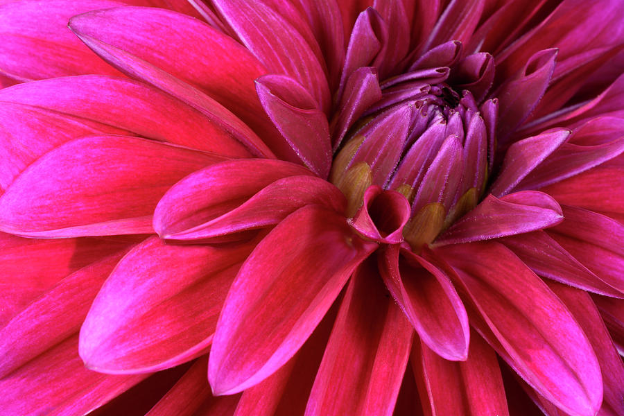 Dahlia Flower Abstract Photograph by Nigel Downer - Fine Art America