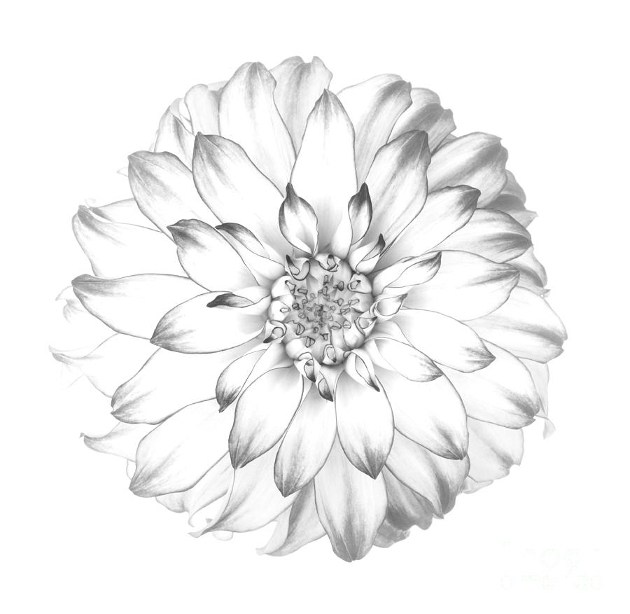 white dahlia drawing